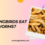 Will Mockingbirds Eat Mealworms? (Explained)