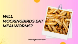 Will Mockingbirds Eat Mealworms