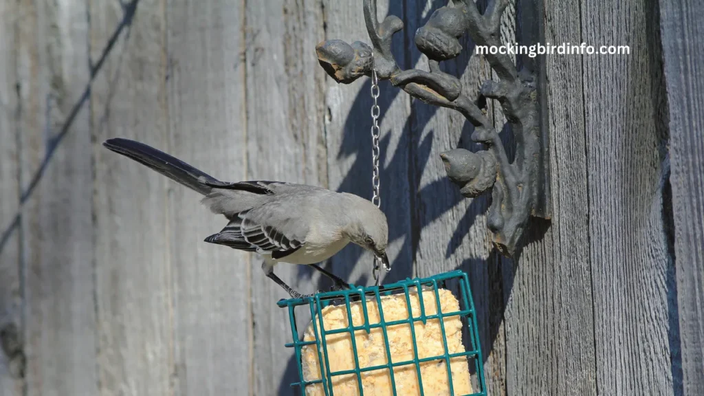 Will Mockingbirds Eat Suet? (Answered)