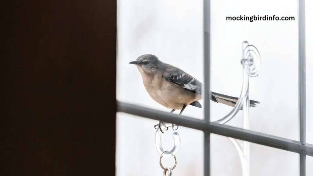 Will Mockingbirds Eat Suet? (Answered)