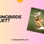 Will Mockingbirds Eat Suet? (Answered)