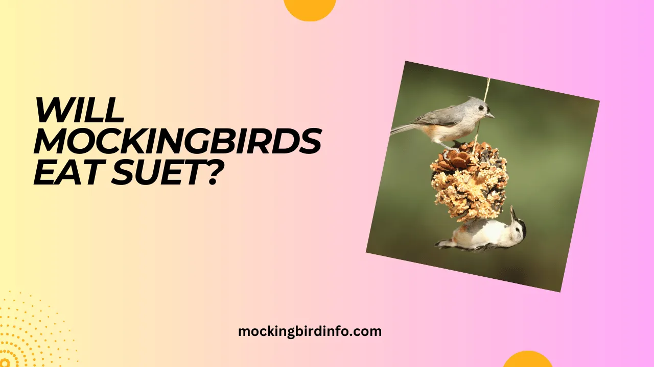 Mockingbird Info