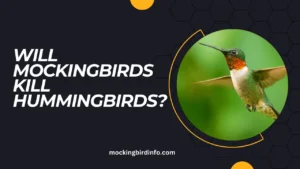 Will Mockingbirds Kill Hummingbirds