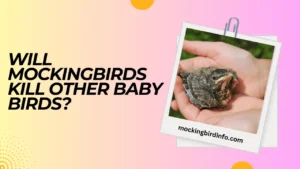 Will Mockingbirds Kill Other Baby Birds