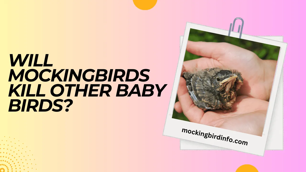 Will Mockingbirds Kill Other Baby Birds? (Answered)