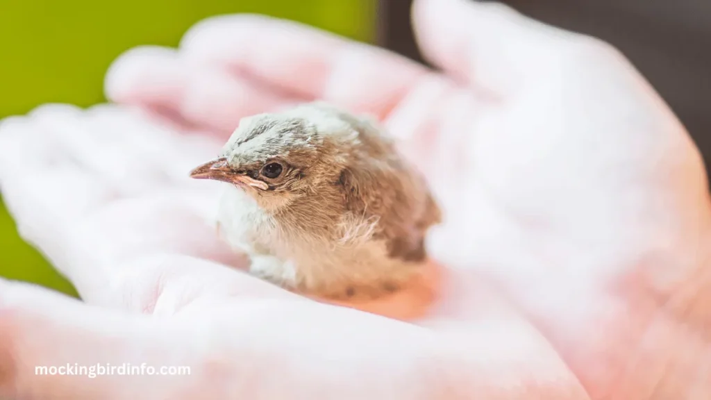 Will Mockingbirds Kill Other Baby Birds? (Answered)