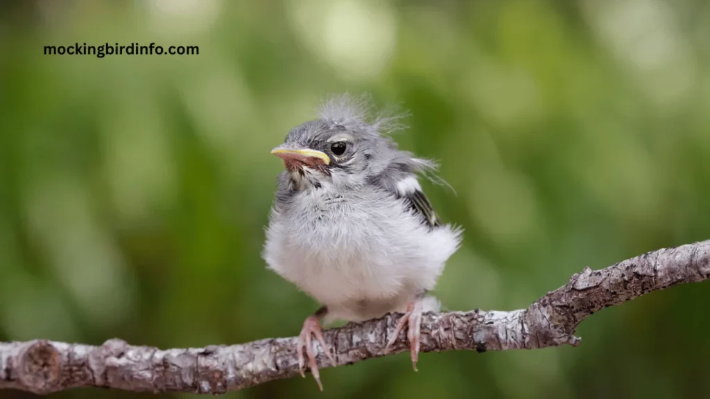 Will Mockingbirds Kill Other Baby Birds? (Answered)