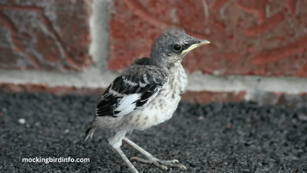 Will Mockingbirds Move Their Babies? (Answered)