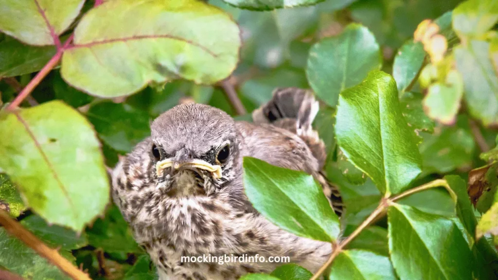 Will Mockingbirds Move Their Babies? (Answered)