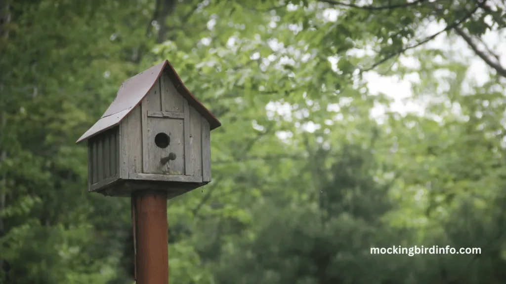 Will Mockingbirds Use A Birdhouse