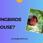 Will Mockingbirds Use A Birdhouse