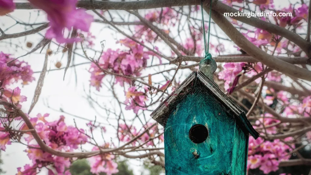 Will Mockingbirds Use A Birdhouse