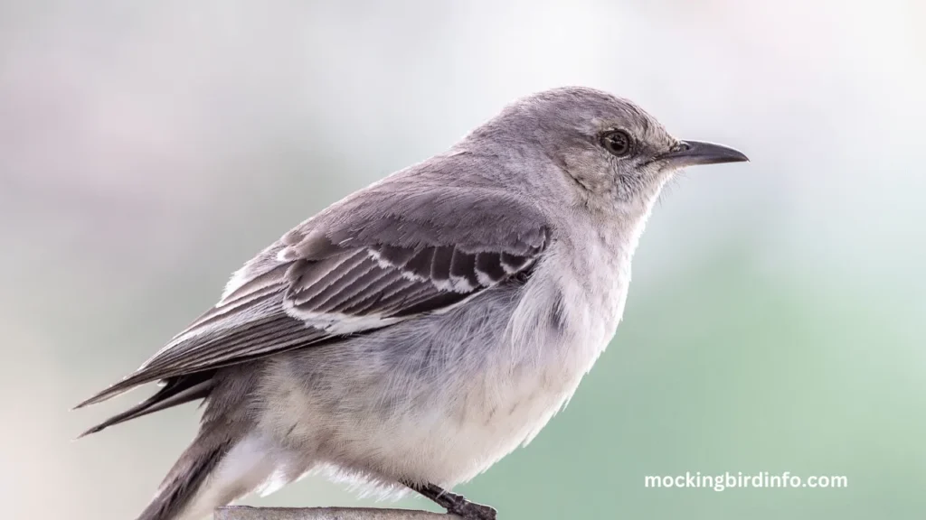 do mockingbird fright molt