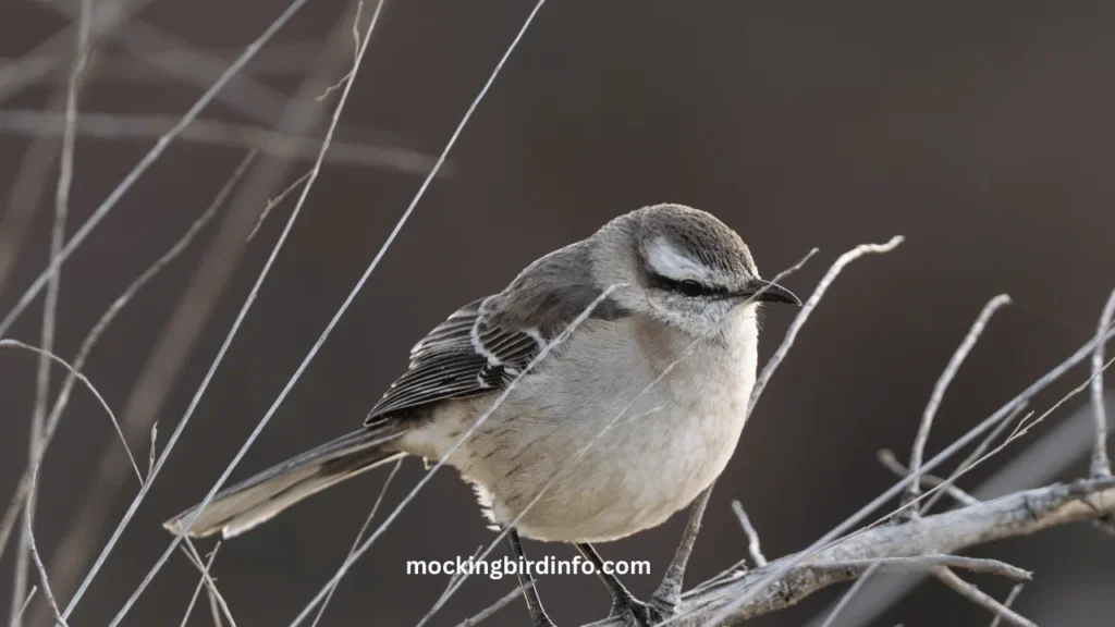 do mockingbird fright molt