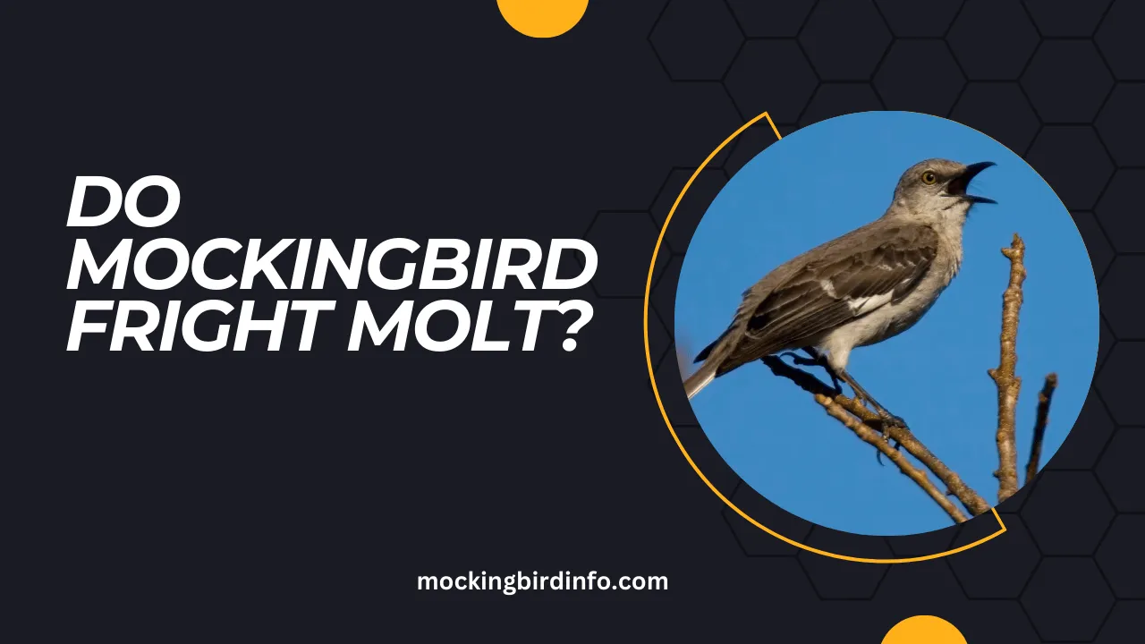 do mockingbird fright molt