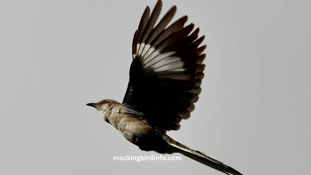 how to get rid of mockingbirds