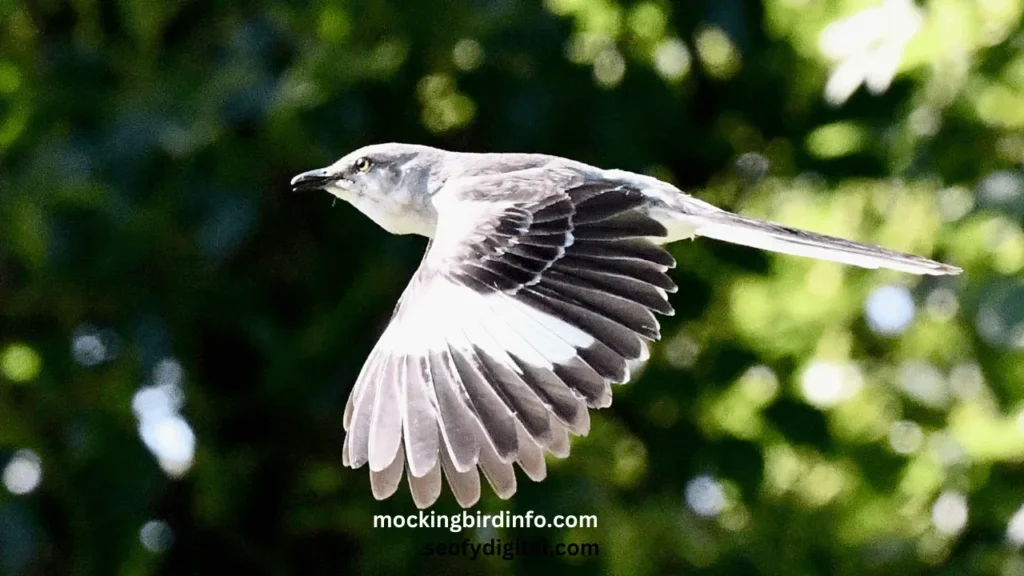 how to get rid of mockingbirds