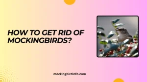 how to get rid of mockingbirds