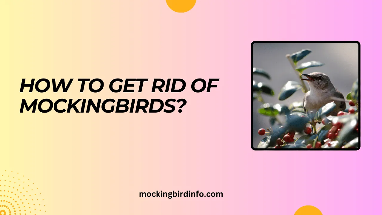 How To Get Rid Of Mockingbirds? (Explained)