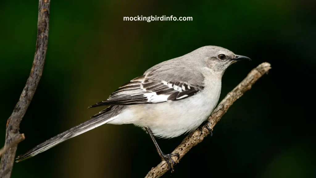 what do mockingbirds symbolize