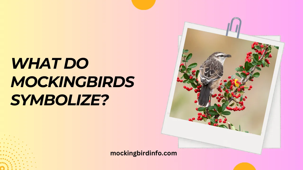 what do mockingbirds symbolize