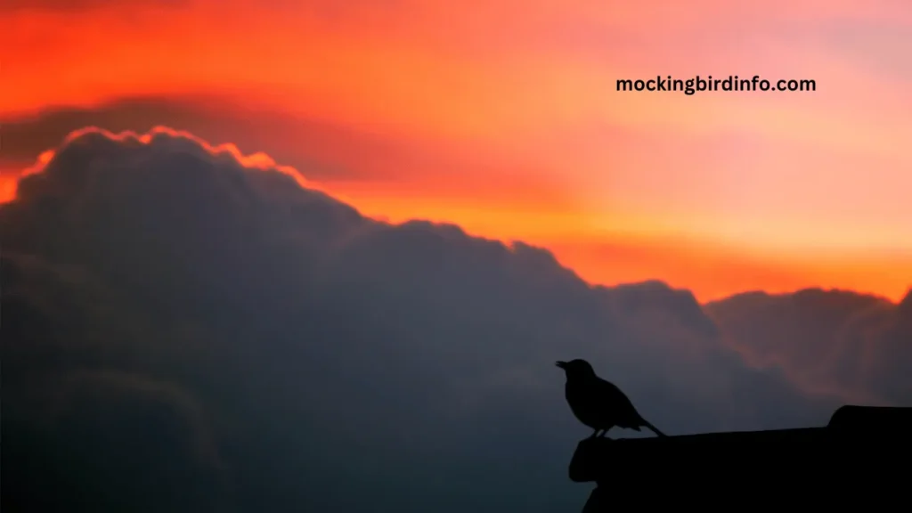 Why Does A Mockingbird Sing At Night