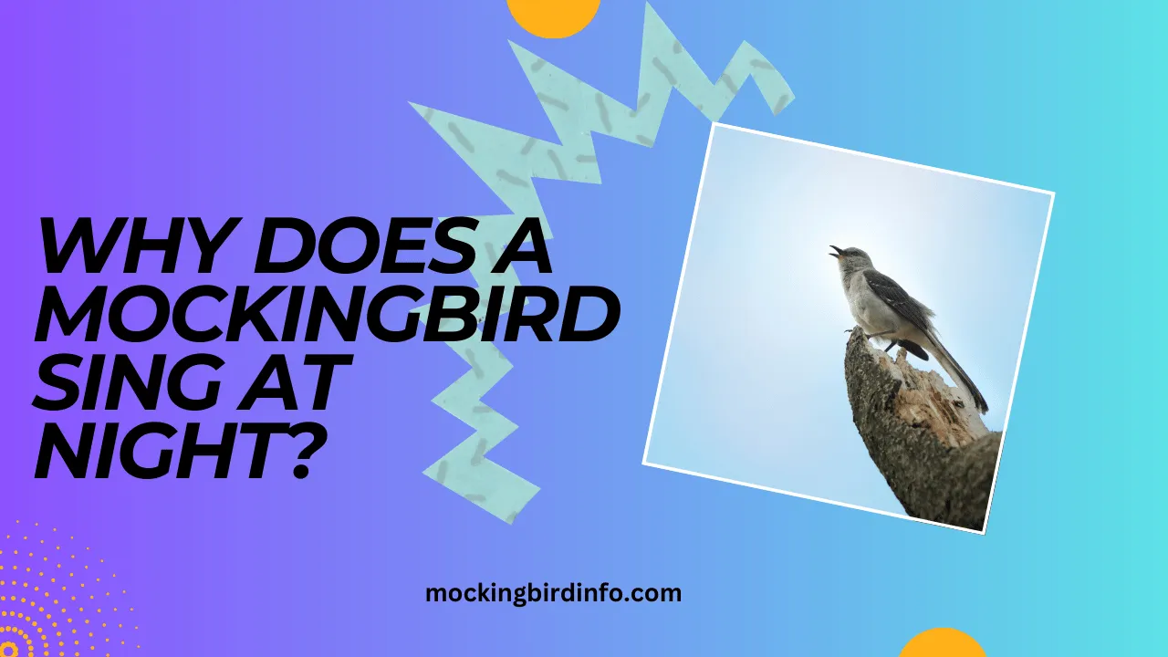 Why Does A Mockingbird Sing At Night